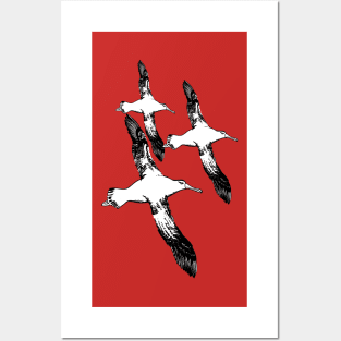 A Trio of Wandering Albatross Posters and Art